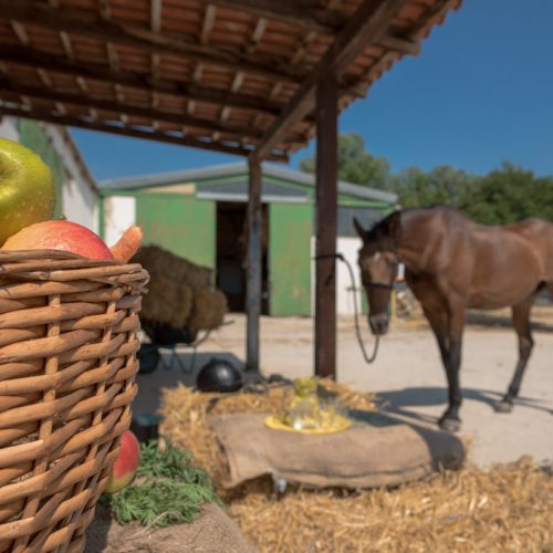 Horse Riding tour from Split